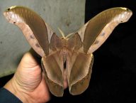 Rhescyntis hippodamia (Lepidoptera: Saturniidae; Francouzská Guyana)